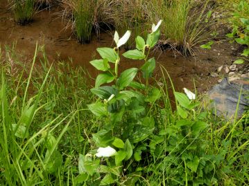 水辺など湿った場所に生育する。花期には茎上部の葉が白変する。