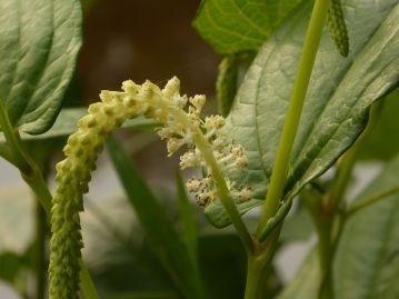 花は花穂の下部から咲き進む。花には花弁も萼（がく）もないが、白変する葉が花弁の役割を果たす。