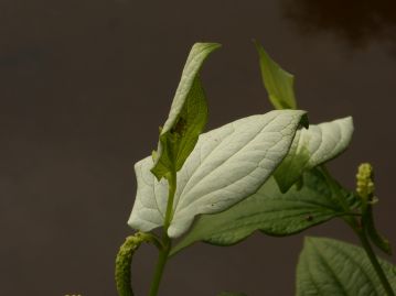 葉の表面だけが白くなることから、「半化粧」あるいは「片白草」と呼ばれる。