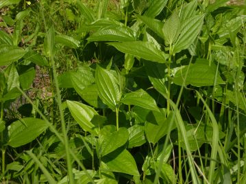 開花前の株。葉はまだ緑。花期に緑の葉が白く変化し、花が終わると徐々にまた緑に戻ってゆく。