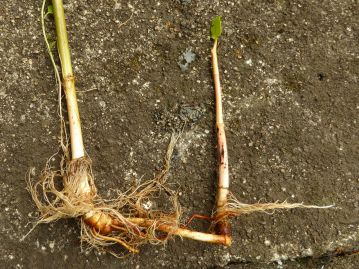 地下には太い根茎があり、伸びた先で新しい芽を次々と出し、群生する。