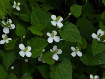 同じ科だが別属のドクダミも花には花弁も萼もないが、花弁状の総苞（そうほう）を持つ。