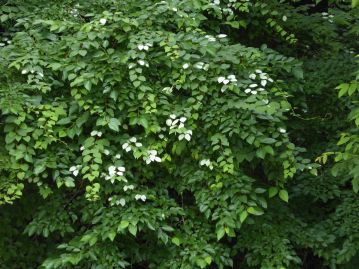 花期に本種と同じように葉を白く変化させるマタタビ。分類的にはまったく別の科の植物である。