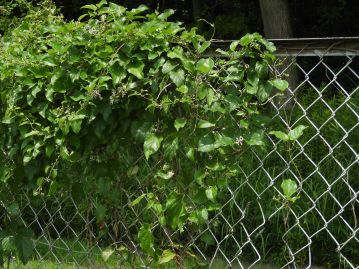 当園の金網フェンスにからむヘクソカズラ。日本全国の日当たりの良い場所にごく普通に生育するつる植物。