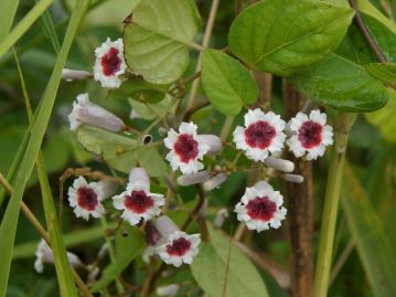 花は長さ1cmほどの釣り鐘型。外面は細かい毛が密生して灰白色。花冠先端は浅く5裂して平開する。