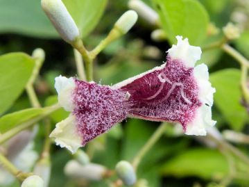 花冠内部は紅紫色で腺毛が密生する。2本の糸くずのように見えるのは花柱（雌しべ）。