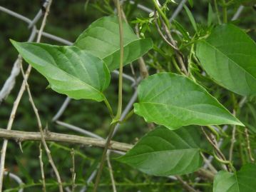 葉は対生、長さ4～10cm，幅1～7cmの楕円形～長卵形。葉柄の基部には三角形の托葉がある。