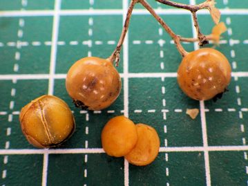 果実は「核果」。光沢があるのは薄い外果皮で、中には、2個の「核」がある。本当の種子は核の中に入っている。