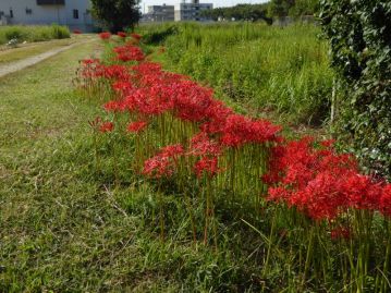 当園前の市道で満開となったヒガンバナ。草刈りがされるような道路わき、田のあぜなどに群生する。