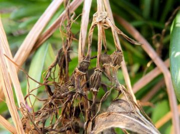 特殊な場合を除き、結実はせず、果実は花茎ごと萎れて枯れてしまう。（2015年11月4日 撮影）