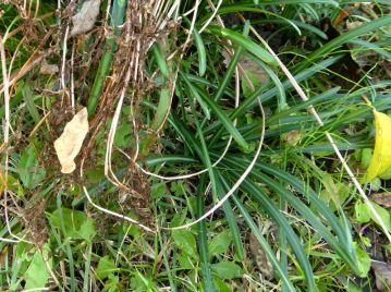 花後、冬から春にかけて線形の葉を束生する。左上に枯れているものが花茎。
