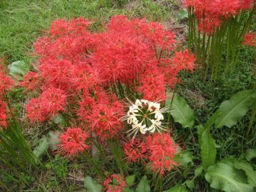 ヒガンバナの群落の中に一株だけ咲いていた白花品。