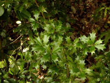 重井薬用植物園 おかやまの植物事典