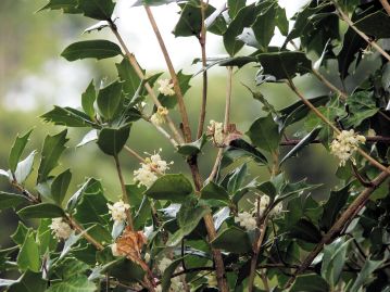 重井薬用植物園 園内花アルバム