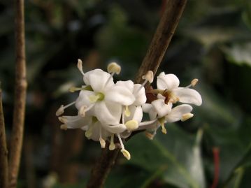 雌株の花は「雌花」ではなく、2本の雄しべがある両性花。花の中央部の薄緑の部分が雌花の花柱。