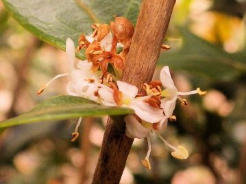 雄花にも機能しない雌しべがあるが、成熟することなく萎れてしまう。（上部の茶色になった花の部分）