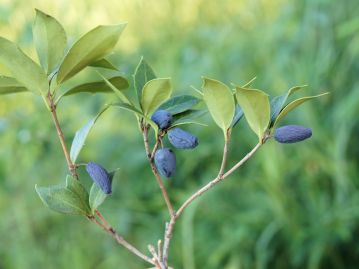 果実はネズミモチの果実を大型にしたような、紫黒色で、長さ1～1.5cmほどの楕円形で6～7月に熟す。