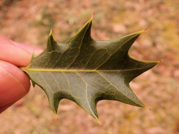 重井薬用植物園 おかやまの植物事典