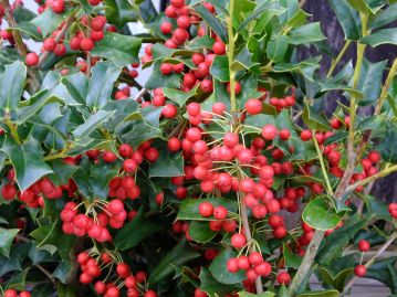 クリスマス飾りに使われる「セイヨウヒイラギ」は、モチノキ科の樹木。写真は中国原産のヤバネヒイラギモチ。（写真提供：植物園ボランティア）