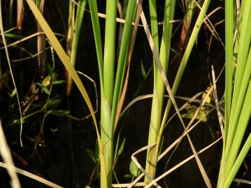 葉の基部はさや状に重なる。花穂のつく茎は重なった葉の中心部から出る。