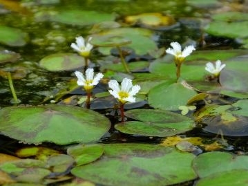 7～9月頃、4～5深裂する白色の小さな花が、水面からわずかに顔をだすように咲く。花は一日花。