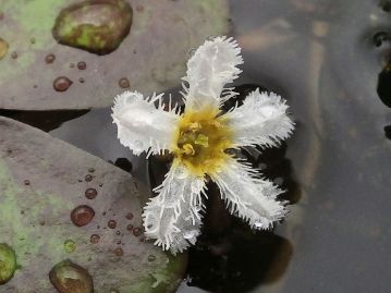 深裂した花冠の縁には細かな毛がある。花冠の内側にもある場合があるが、ガガブタのように密生しない。