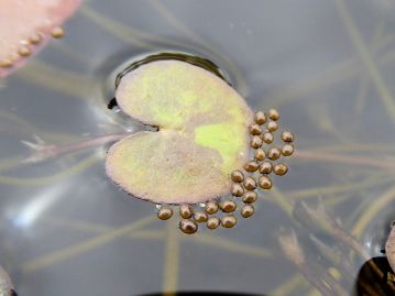 秋、水中の果実が裂けて放出された種子は水をはじくため、水面に浮き、水によって運ばれる。