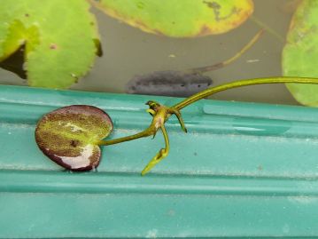 成長してくると、小さな葉が1～2枚付いた不完全な殖芽の状態で浮遊することでも増殖する。