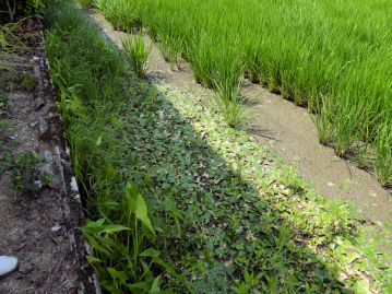 岡山市南部の本種が自生する水田。中干し時でも排水が悪く、泥沼のような状態の一角に生育。