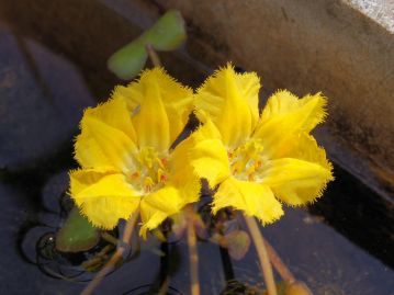 普通の「アサザ」の花は直径3～4cmで鮮黄色をしている。花冠のふちは膜状で、細かい毛がある。