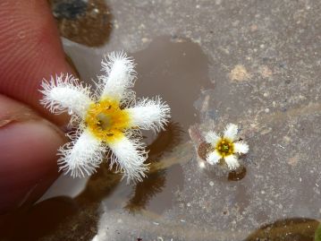 ガガブタの花（左）と、ヒメシロアサザの花（右）の比較。花のサイズがまったく異なる。
