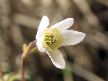 花は3～5月に咲く。白色の花弁に見えるものは萼片でさらに内側の淡黄色で筒状の部分が花弁。