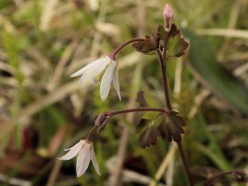 花は茎上部の総状花序に下向きに咲く。 花弁の基部は短い距となる。花柄には開出毛と腺毛が生える。