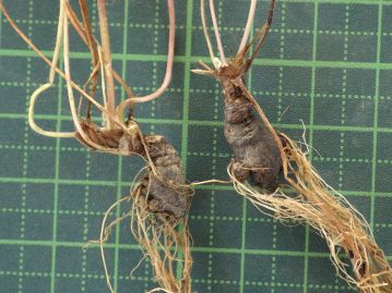 ヒメウズの塊茎。比較的浅い位置にあり、目にすることも多いことも「姫烏頭」の名が付けられた一因か。