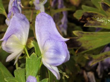 タンナトリカブト Aconitum japonicum subsp. napiforme の花。 トリカブト類は花の形状から「烏頭」とも呼ばれる。