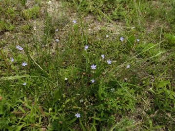 日当たりの良い路傍や草地に生育する多年草。春から夏、その名の通り小さなキキョウに似た花を咲かせる。