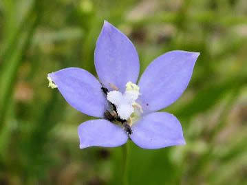 花は漏斗状鐘形で5深裂する。写真の花は雌性期で花柱先端が3裂している。訪花した小昆虫も多数みられる。