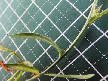 茎は細いが丈夫で、縦筋がある。写真の下部の葉は鈍い鋸歯があるが、上部の葉では目立たず、ほぼ全縁。