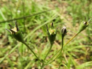 若い果実。キキョウと同じく蒴果だが、直立した萼片が宿存する。右から2番目は開花直前の蕾。