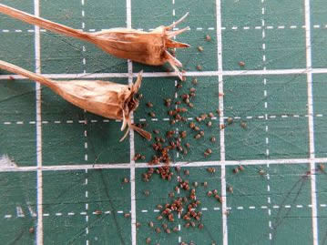 種子は褐色で光沢があり、長さ0.5mm程度で非常に小さい。熟すと果実上部が裂開して散布される。
