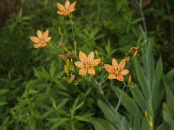 7～8月ごろ、1mほどの花茎の先に朱色の斑点のある橙色の花を多数咲かせる。