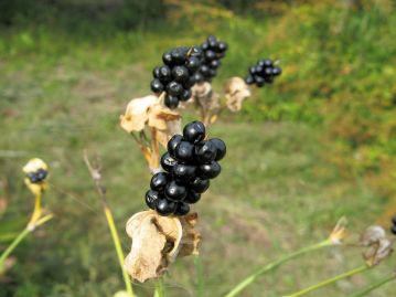 秋、果実が裂開して光沢のある黒色の種子が露出する。この種子のことを「ぬばたま」と呼ぶ。