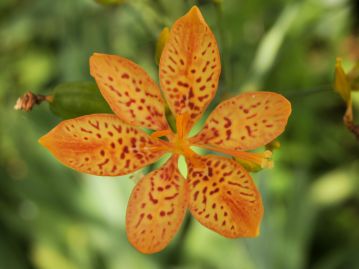 花は３枚ずつの２組の花弁が組み合わさっており、アヤメ科の基本的な花の構造をしている。
