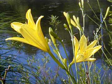 重井薬用植物園 おかやまの植物事典