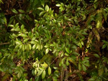 各地の里山にごく普通に見られる常緑樹。地域によっては枝は神前に供える玉串としても用いられる。