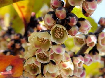 雄花。花弁は5枚、がく片は濃紫色。