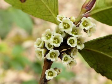 雌花。花柱は3裂して反り返っている。