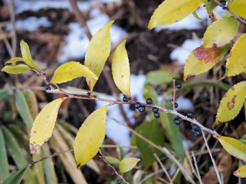 果実は光沢があり、直径4～5㎜の球形で、秋に熟す。