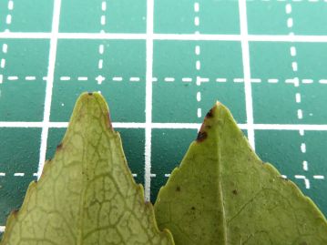 ヒサカキの葉（左）葉の先は鈍頭（丸い）か、少しへこむ。右は良く似たツツジ科の常緑樹、シャシャンボの葉先で、鋭頭（尖っている）。