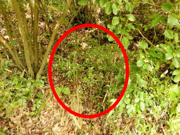 耐陰性も高く、暗い林内にも生育する（赤丸部分）。萌芽能力も高く、伐採してもすぐに再生する。